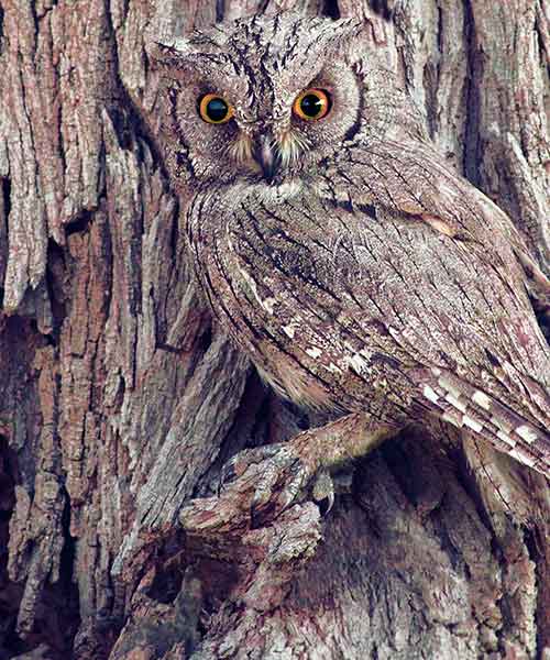 Brown owl camouflaged against a tree trunk.